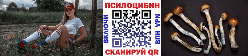 Купить  Тейково  Галлюциногенные грибы Psilocybe 